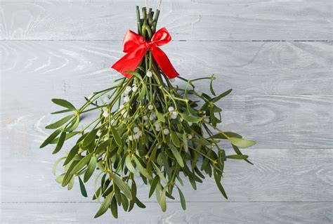 Mistletoe: A Symbol of Love and Fertility in Ancient Cultures